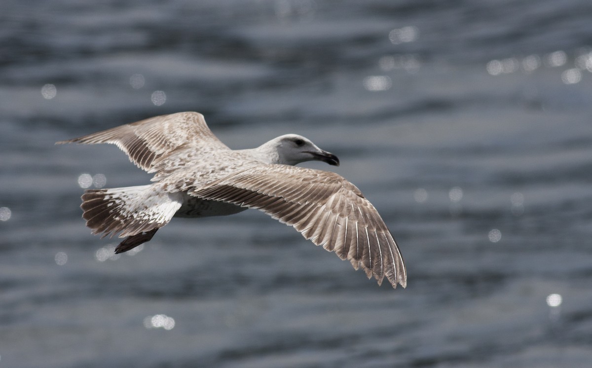 Yellow-legged Gull (michahellis) - ML628005549