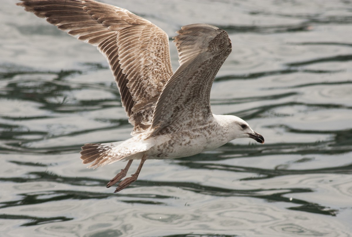 Yellow-legged Gull (michahellis) - ML628005550