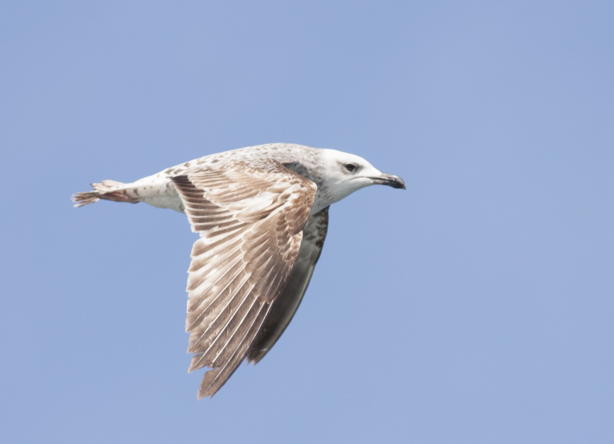 Yellow-legged Gull (michahellis) - ML628005563