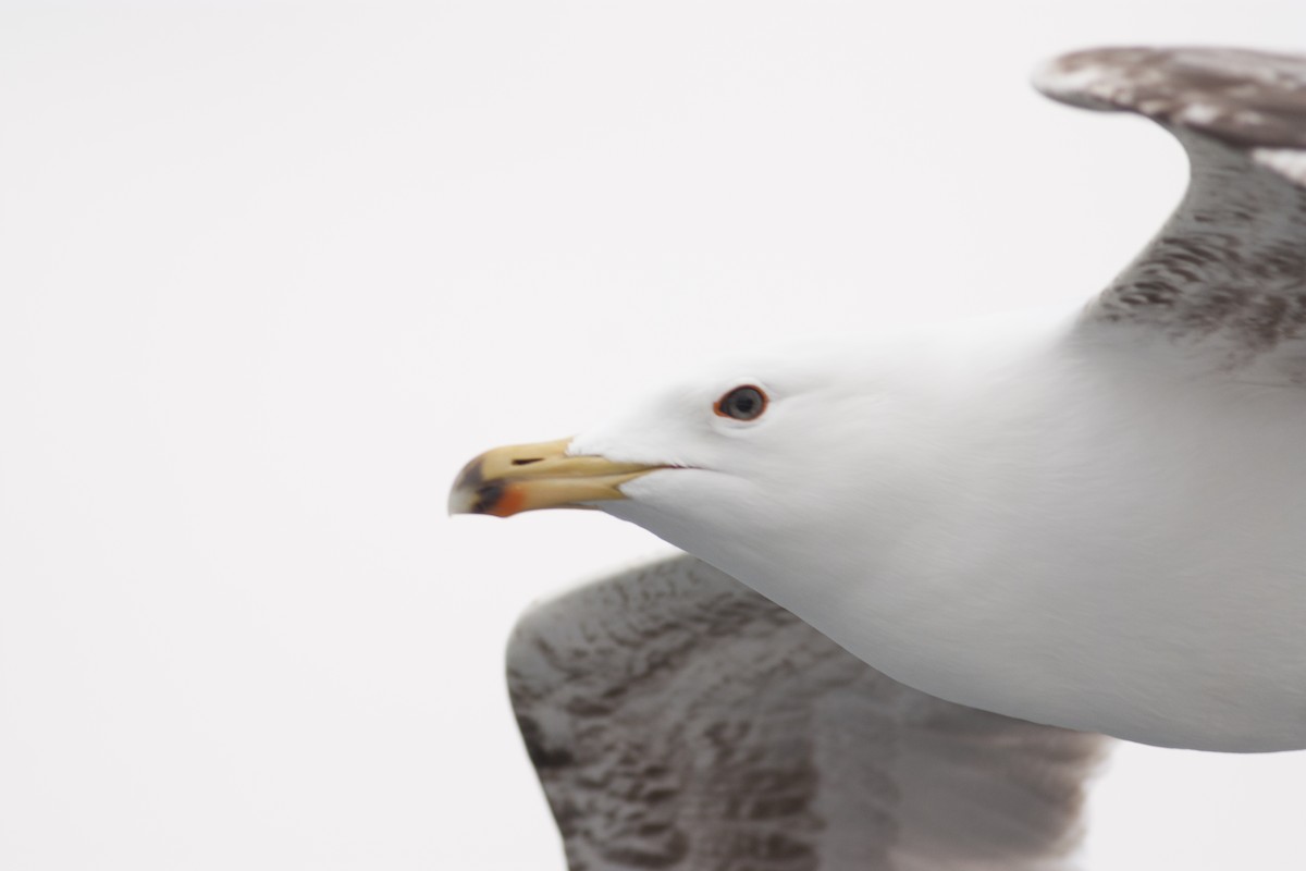 Yellow-legged Gull (michahellis) - ML628005578