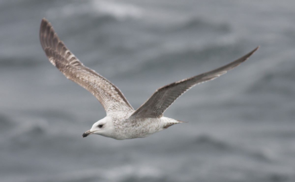 Yellow-legged Gull (michahellis) - ML628005579