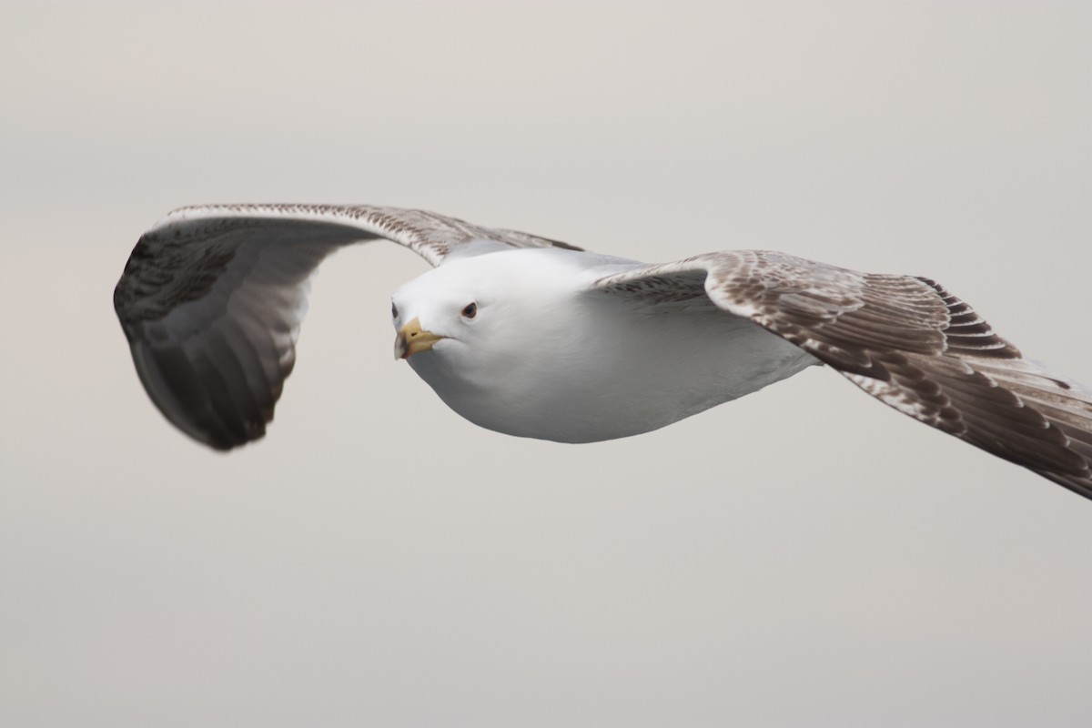 Yellow-legged Gull (michahellis) - ML628005580