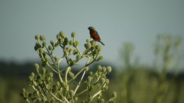 Rufous-rumped Seedeater - ML628005602