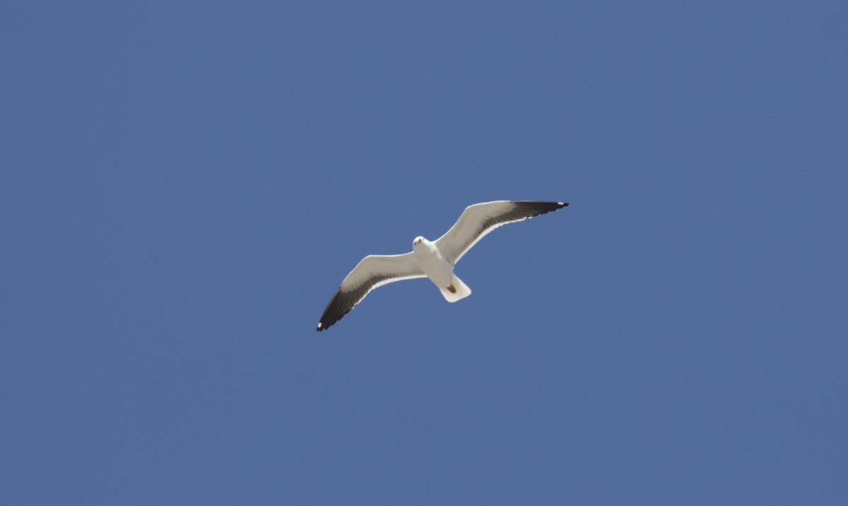 Lesser Black-backed Gull (fuscus) - ML628005606