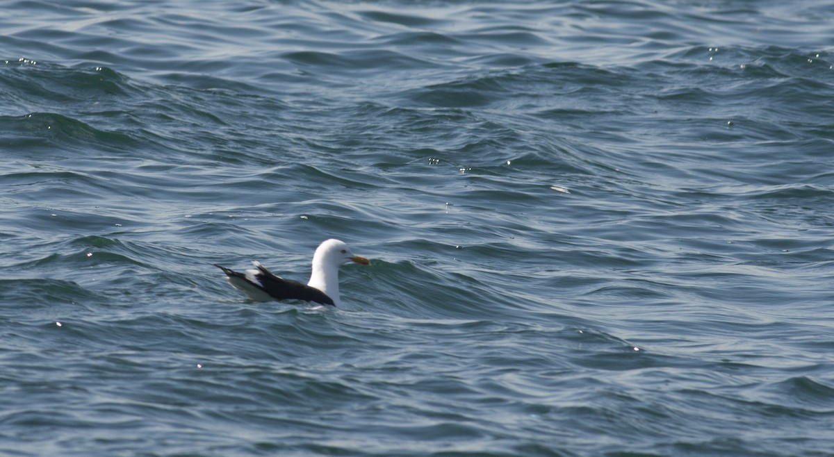 Lesser Black-backed Gull (fuscus) - ML628005612