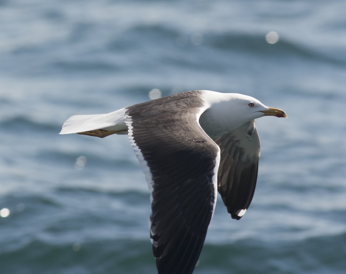 Lesser Black-backed Gull (fuscus) - ML628005637