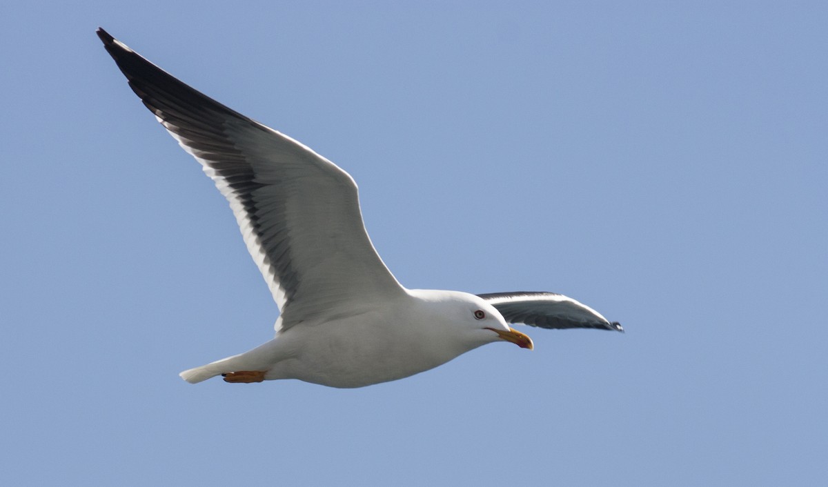 Lesser Black-backed Gull (fuscus) - ML628005641
