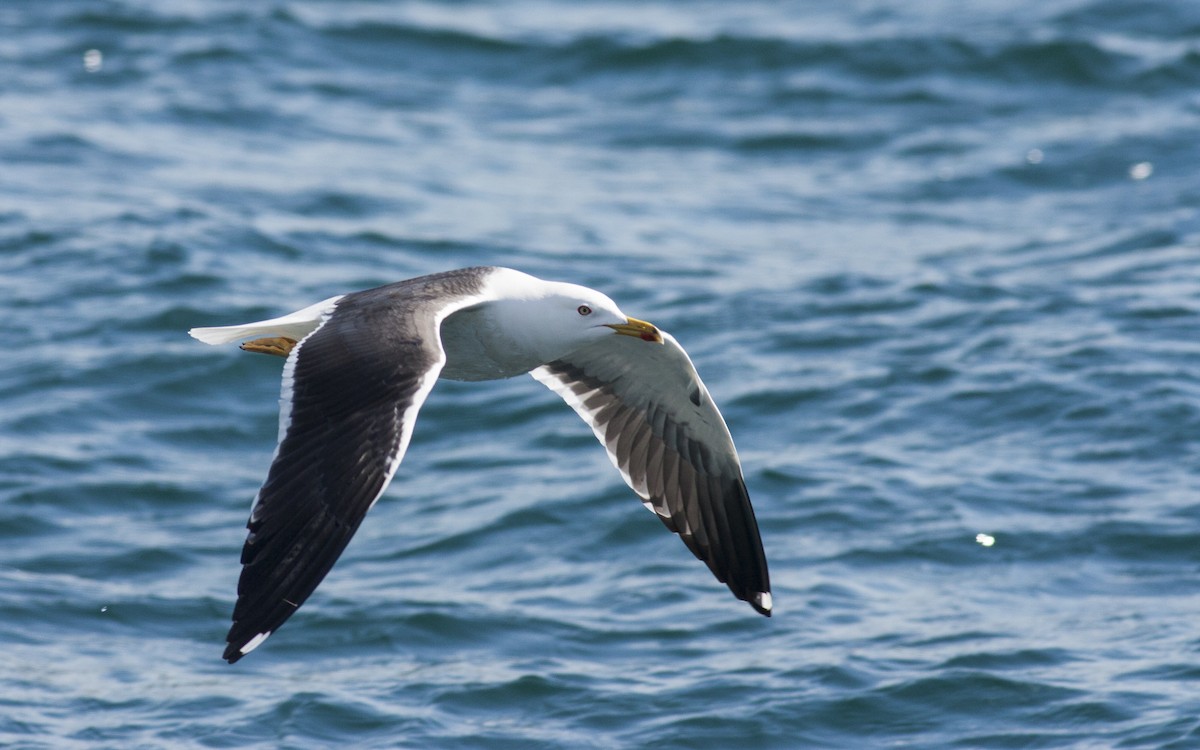 Lesser Black-backed Gull (fuscus) - ML628005642