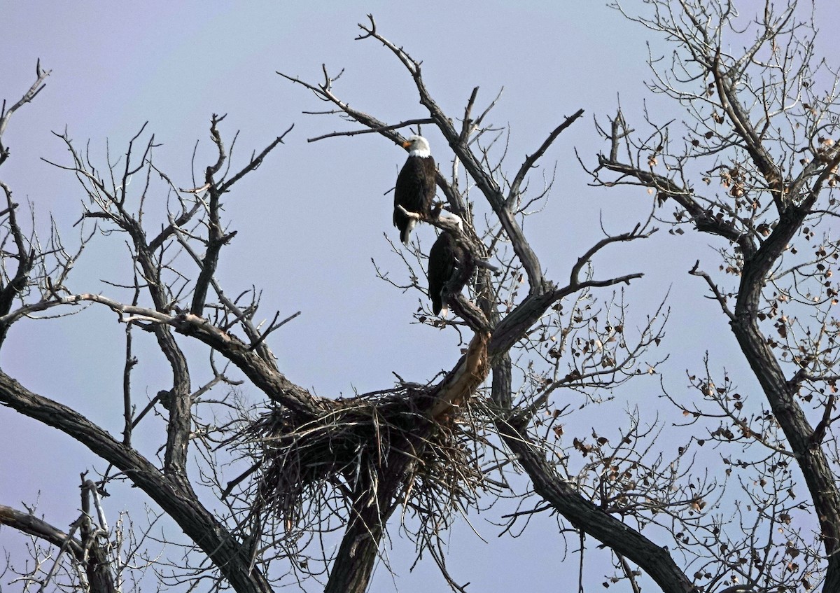 Bald Eagle - ML628005698