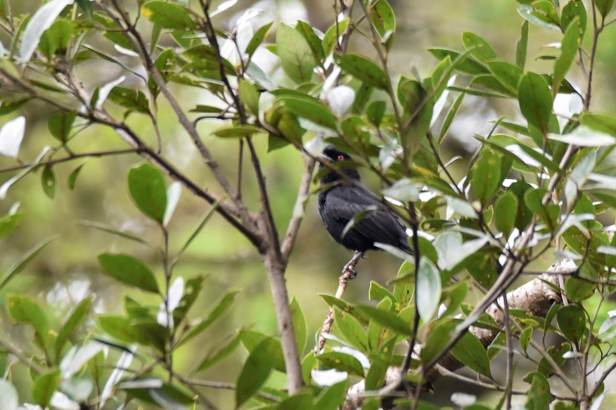 Blue-billed Black-Tyrant - ML628005807