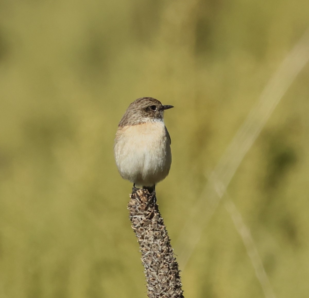 European Stonechat - ML628005848