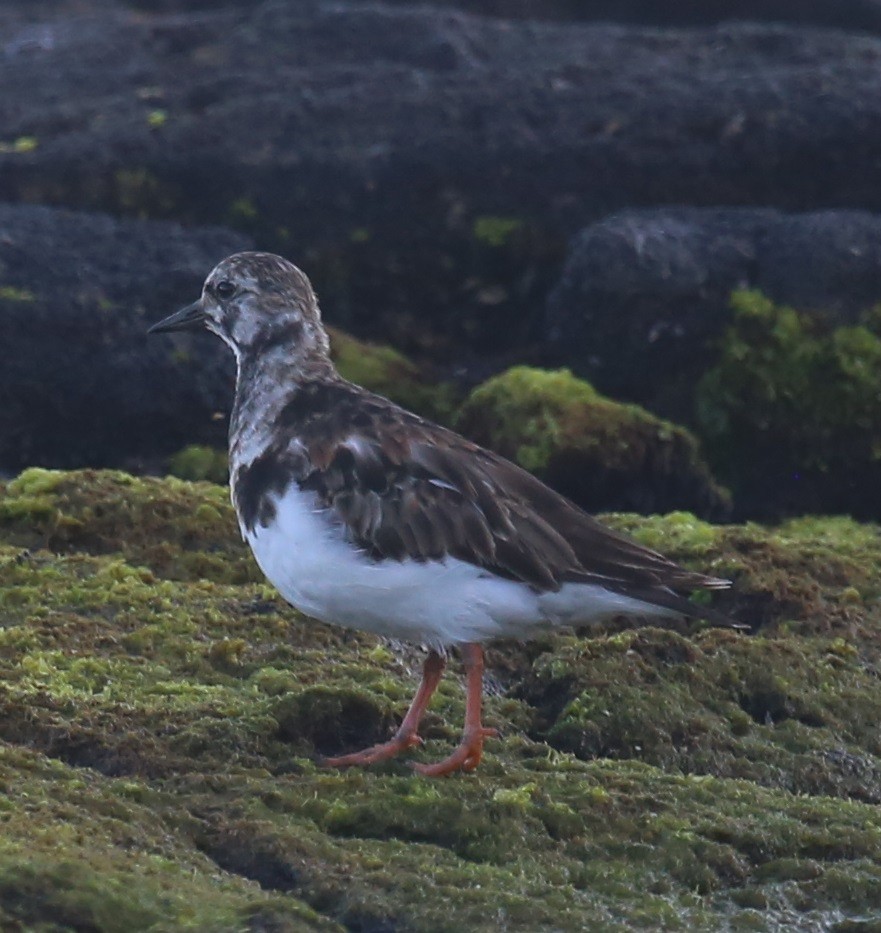 Ruddy Turnstone - ML62800591