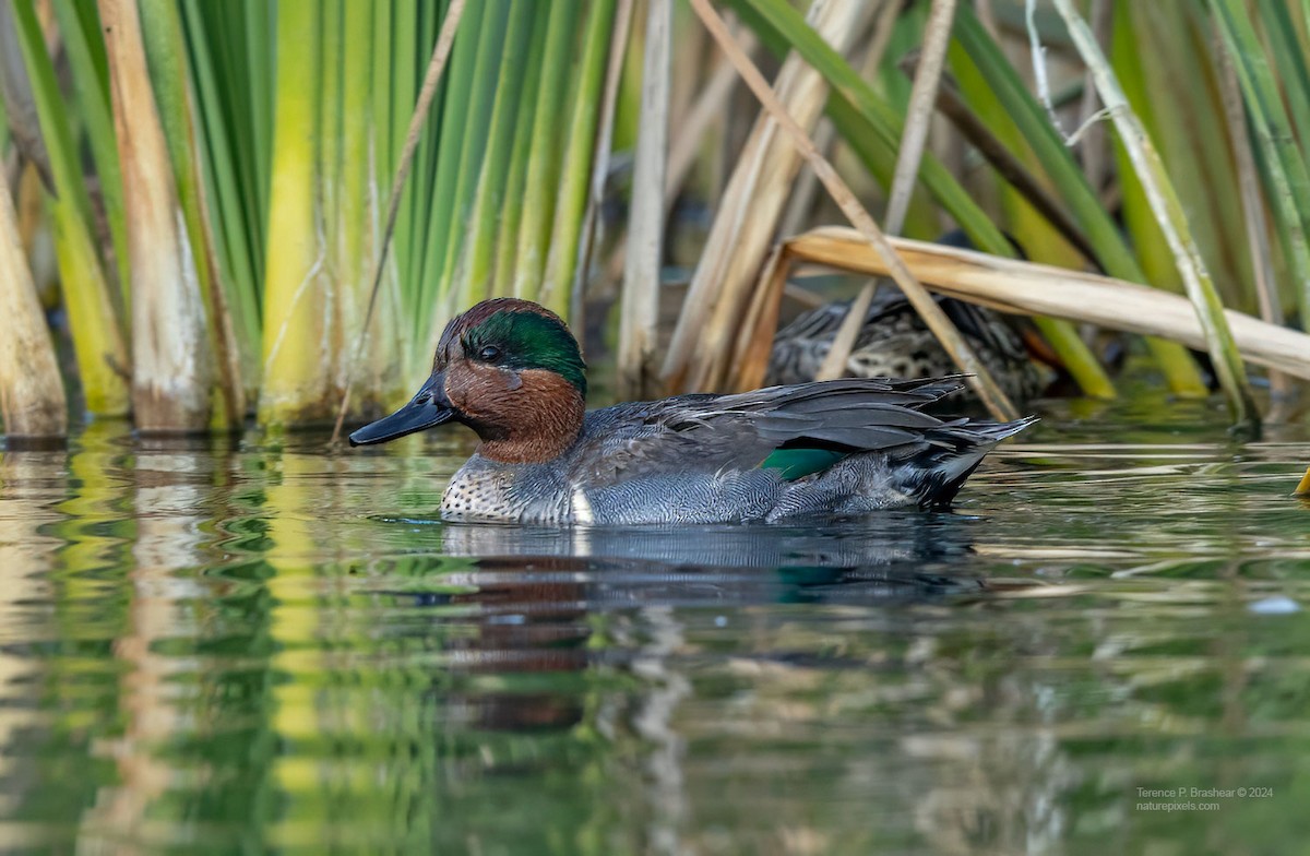 小水鴨 - ML628005948