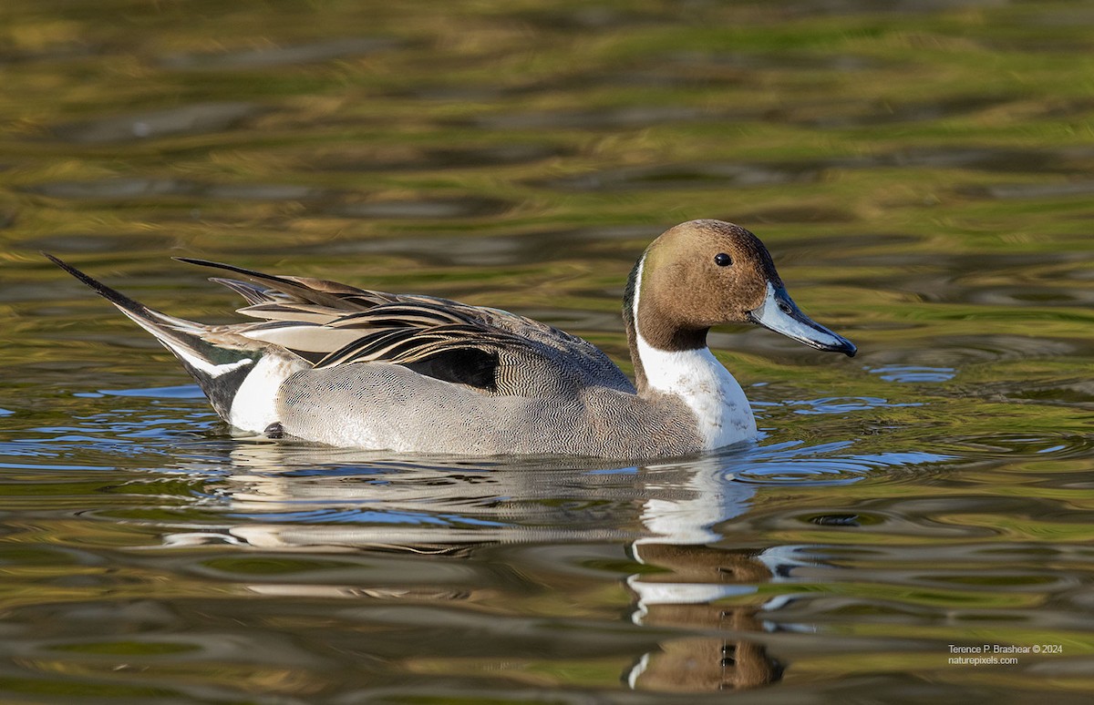 尖尾鴨 - ML628005967