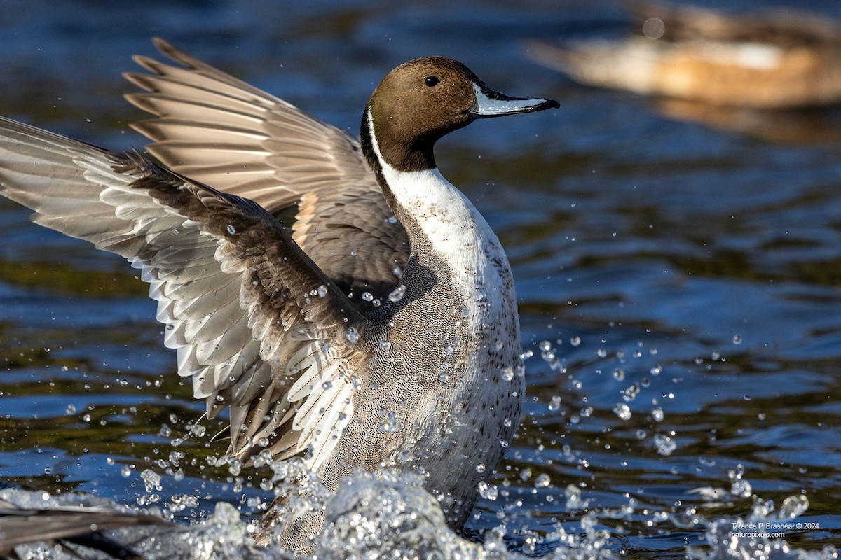 尖尾鴨 - ML628005968