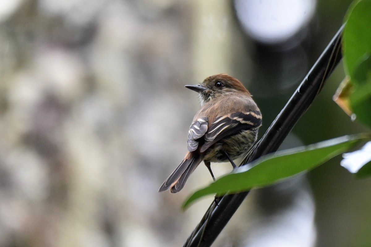 Blue-billed Black-Tyrant - ML628005977