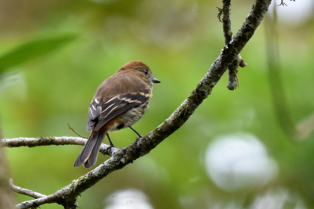 Blue-billed Black-Tyrant - ML628005978