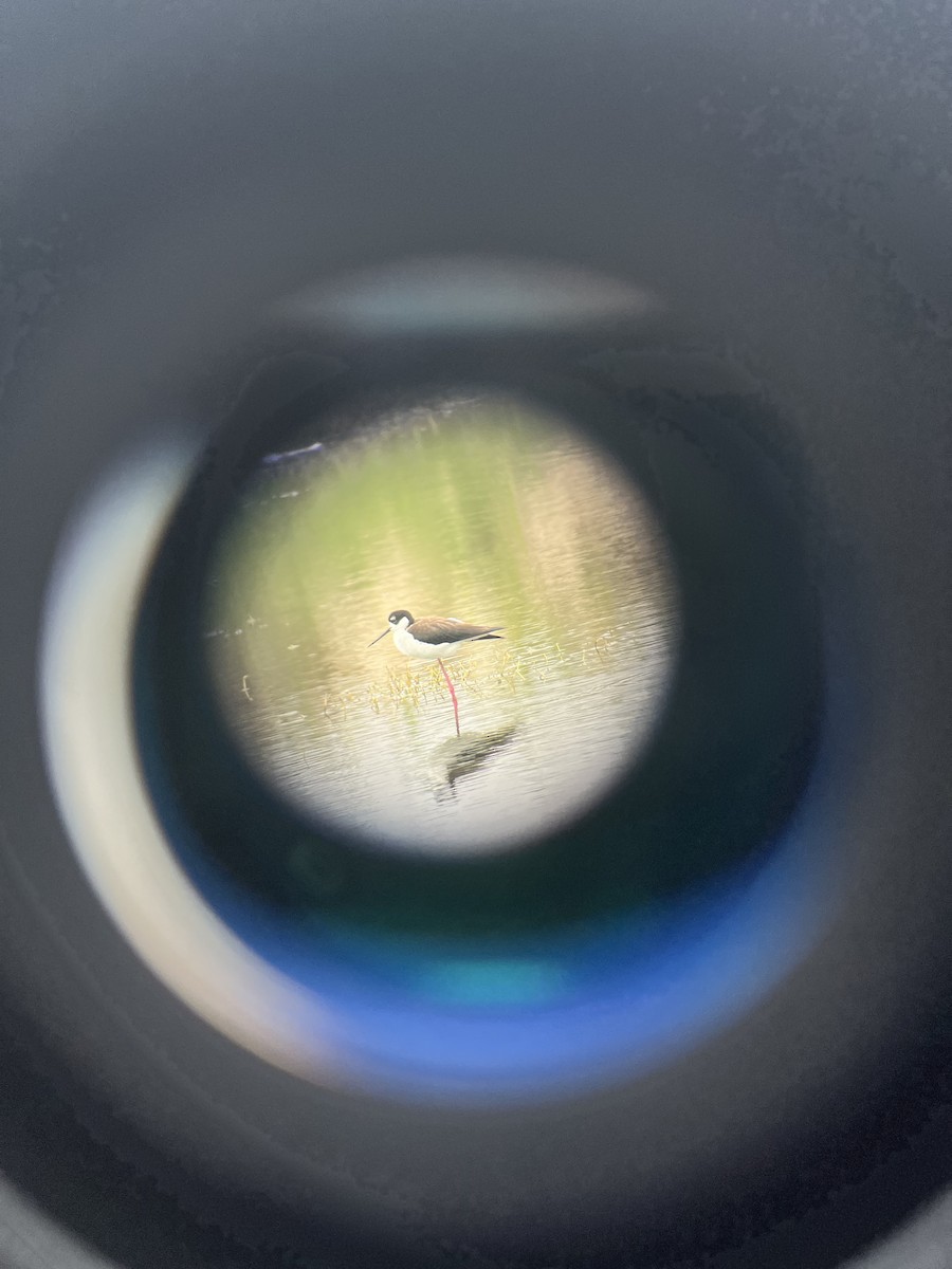 Black-necked Stilt - ML628005983