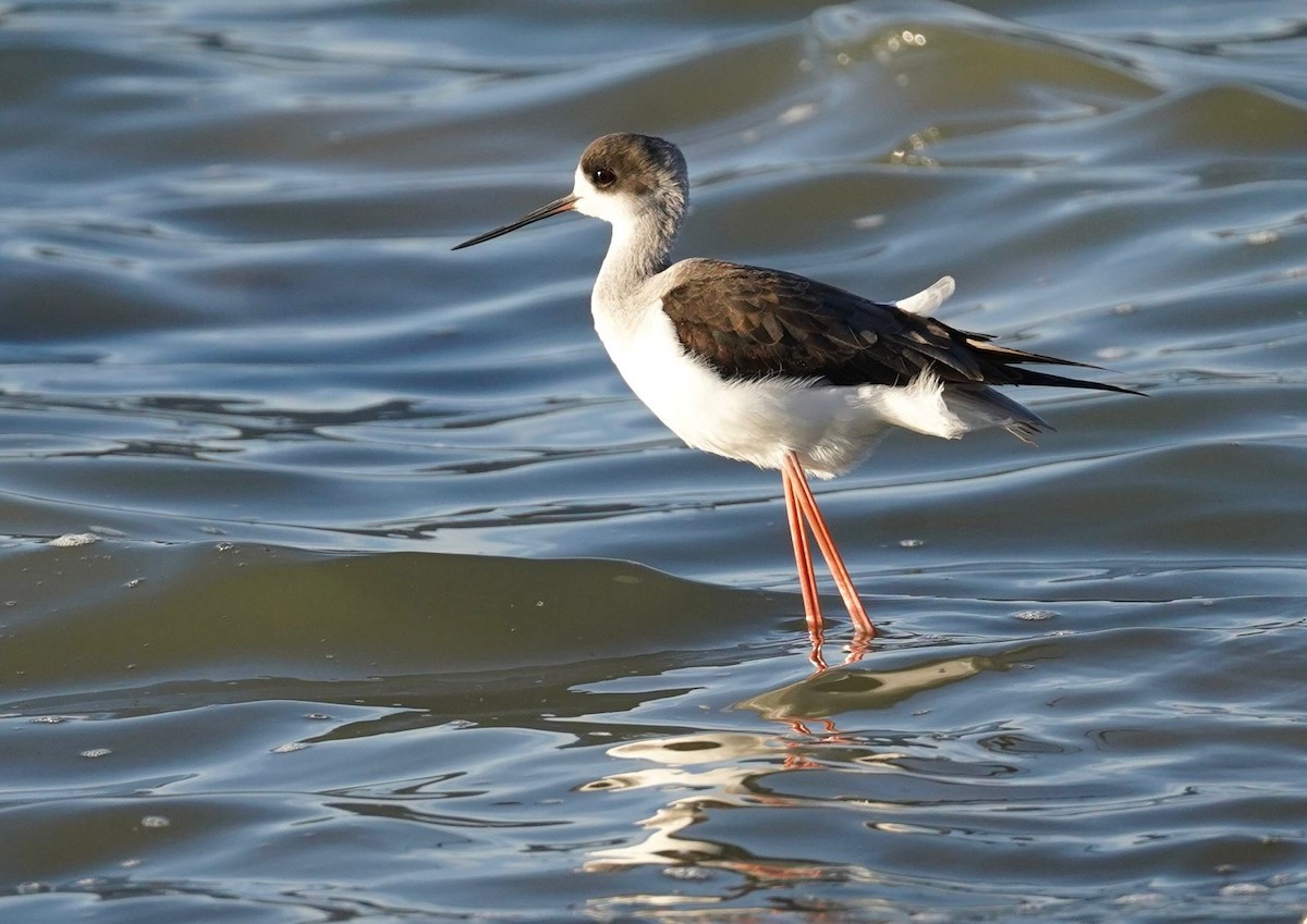 pisila čáponohá - ML628005996