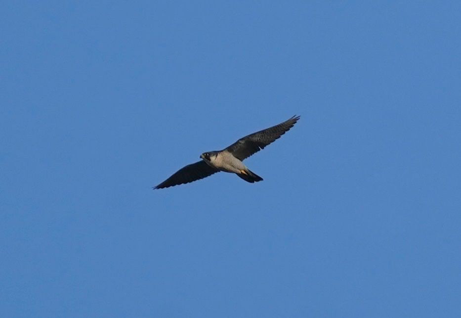 sokol stěhovavý - ML628006019