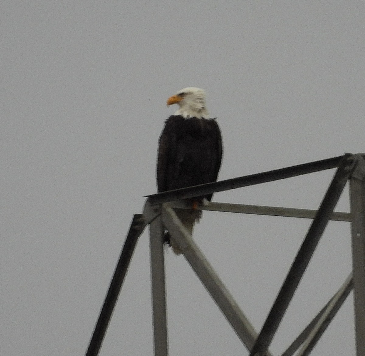 Weißkopf-Seeadler - ML628006063