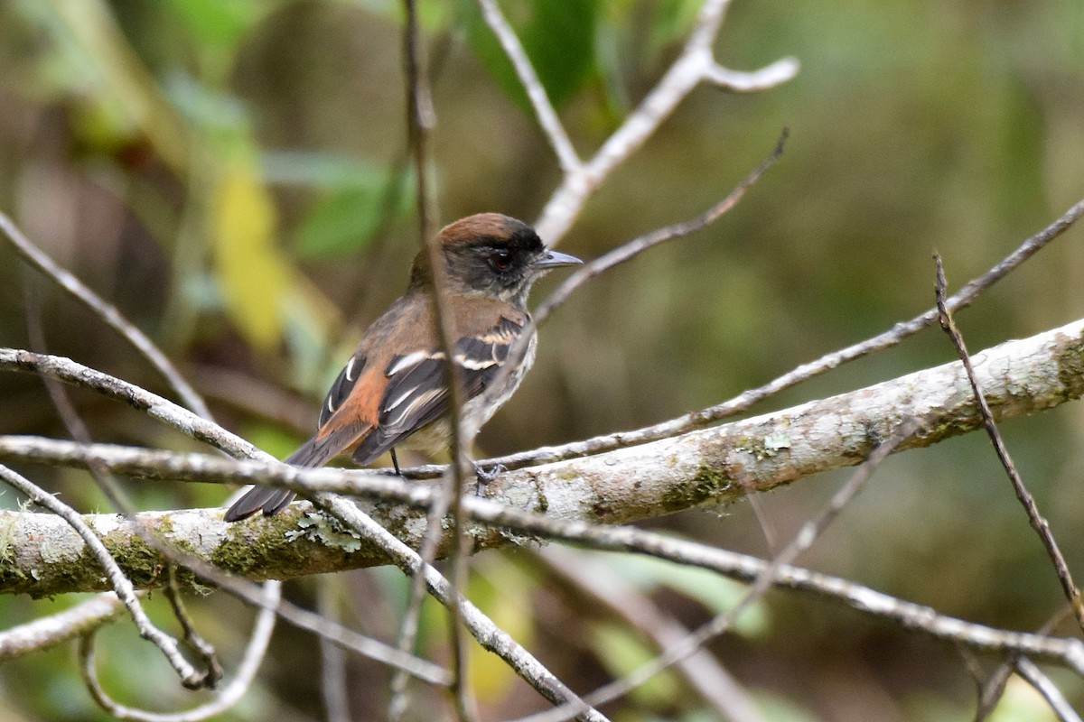 Blue-billed Black-Tyrant - ML628006066