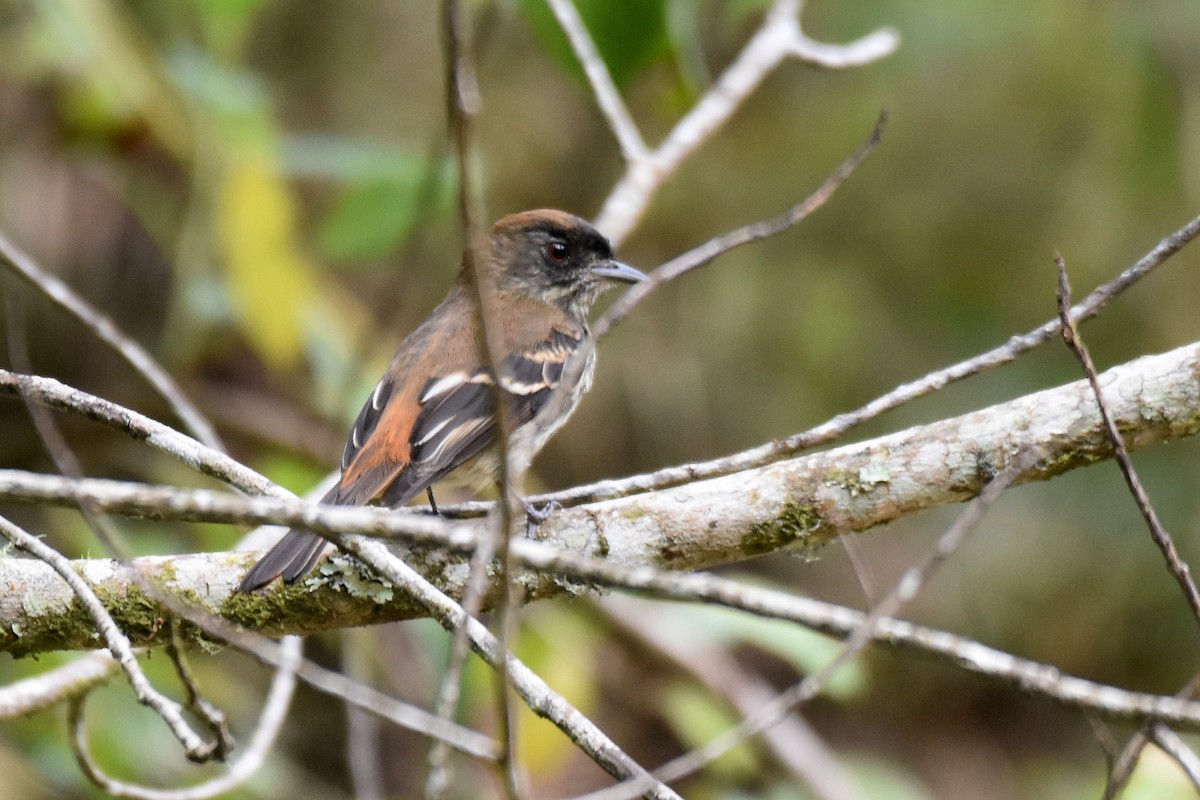 Blue-billed Black-Tyrant - ML628006067