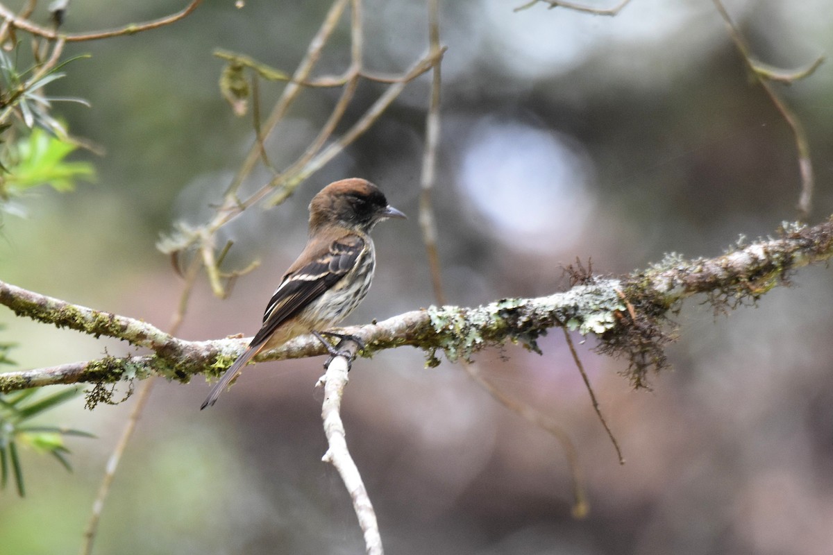 Blue-billed Black-Tyrant - ML628006068