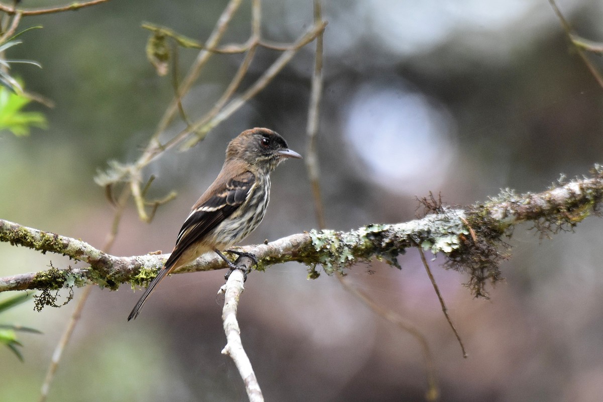 Blue-billed Black-Tyrant - ML628006069