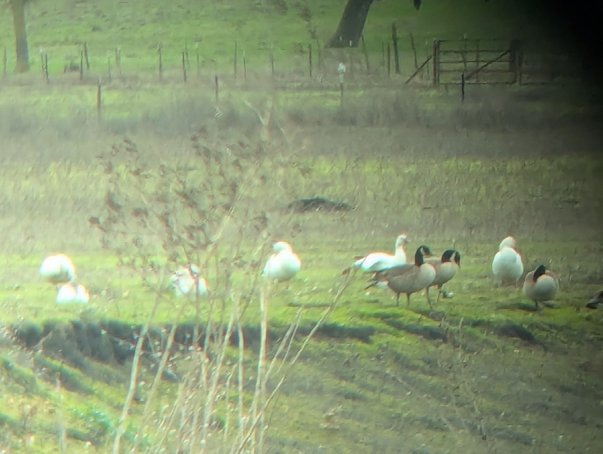 Snow Goose - ML628006129