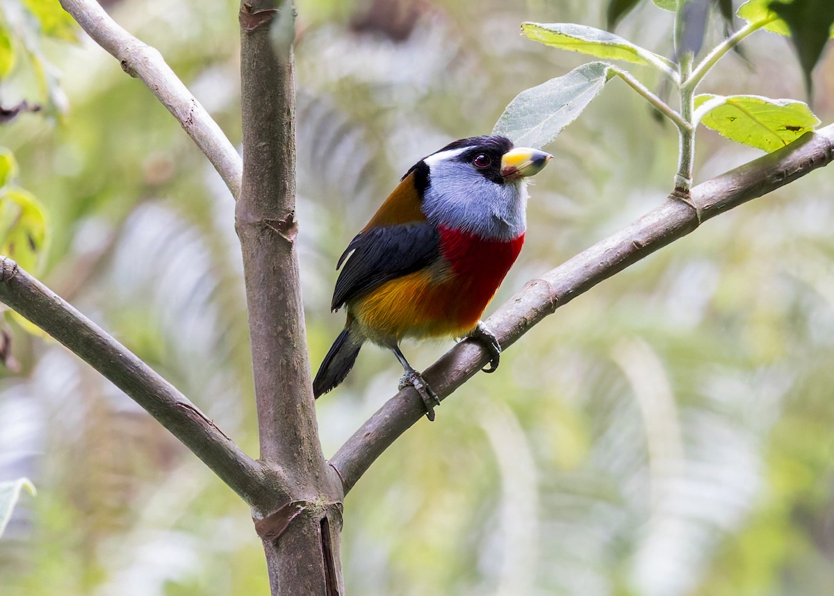 Toucan Barbet - ML628006166