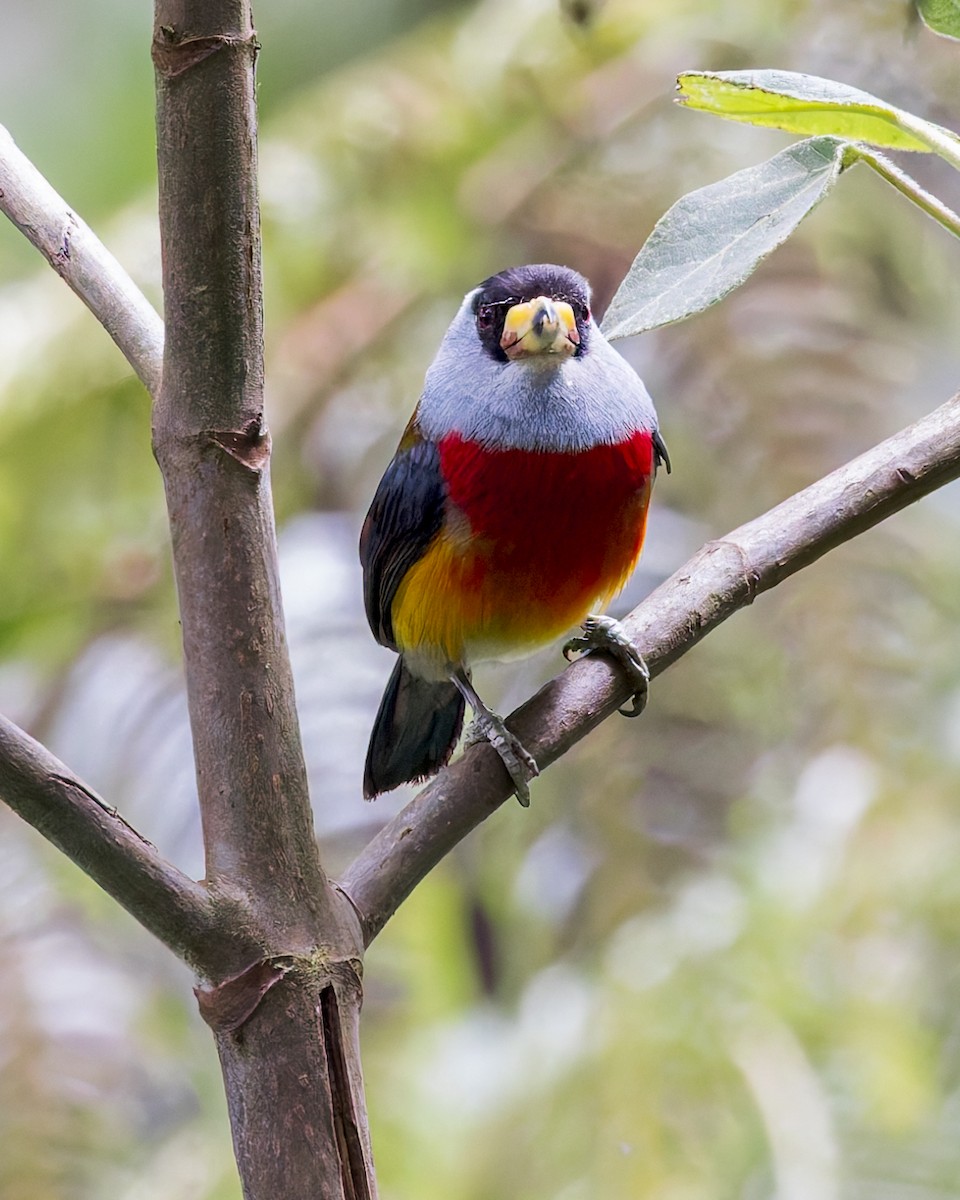 Toucan Barbet - ML628006167