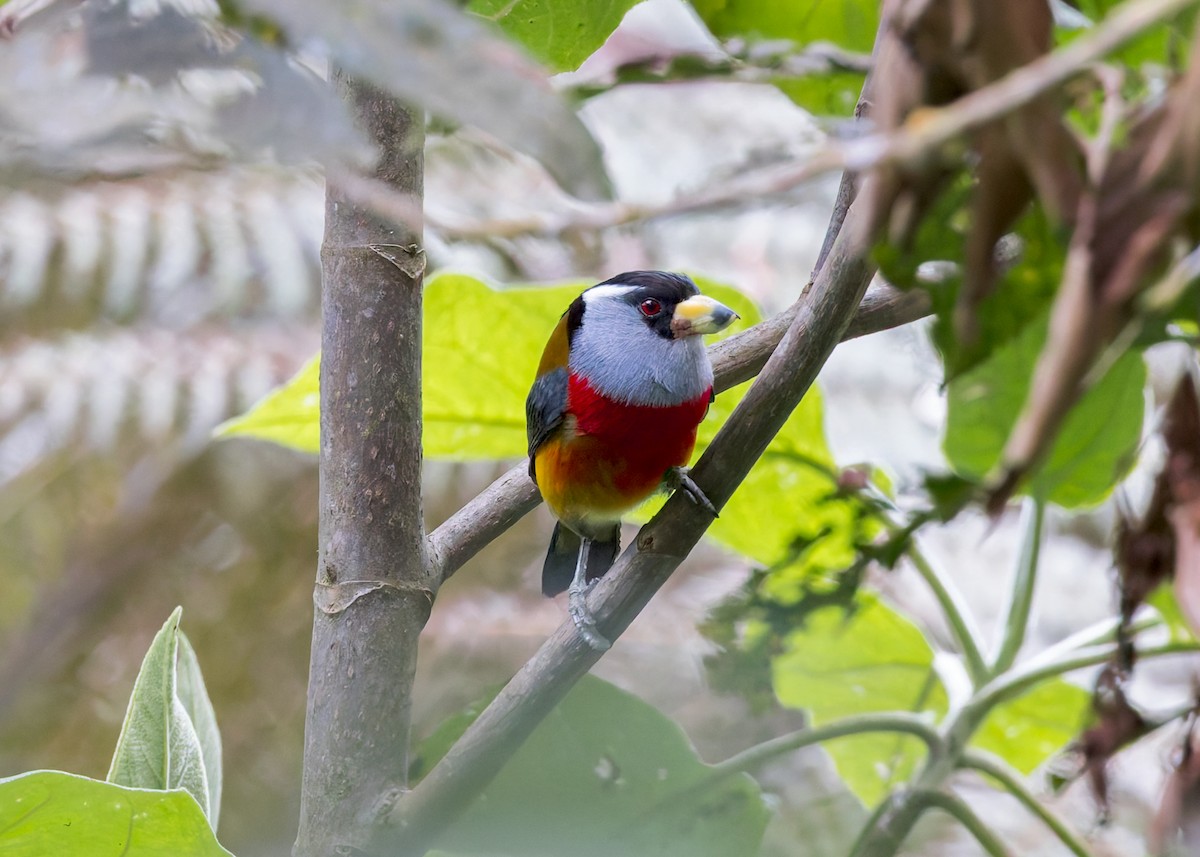 Toucan Barbet - ML628006168