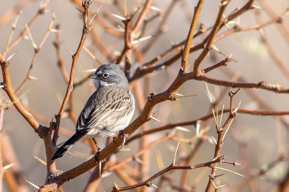Sagebrush Sparrow - ML628006174