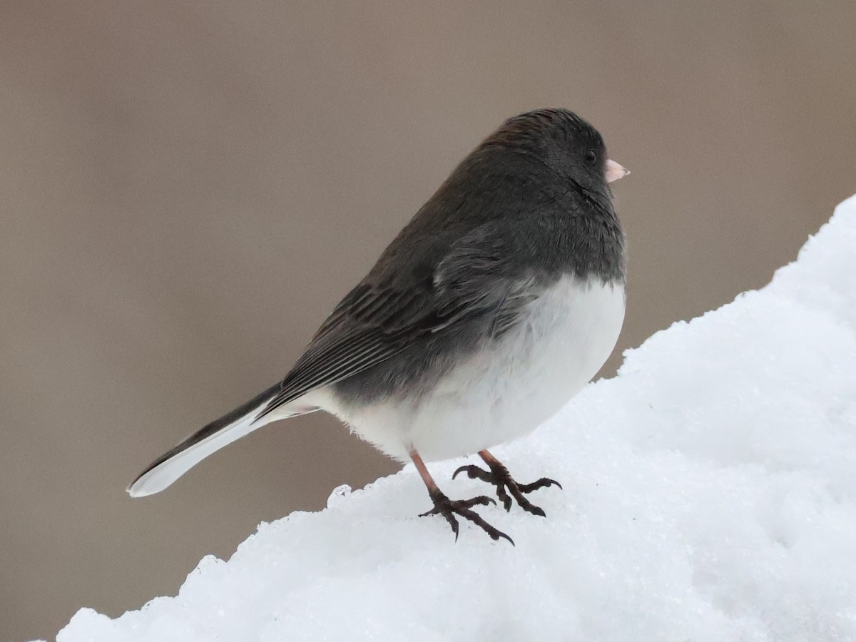 Dark-eyed Junco (Slate-colored) - ML628006189