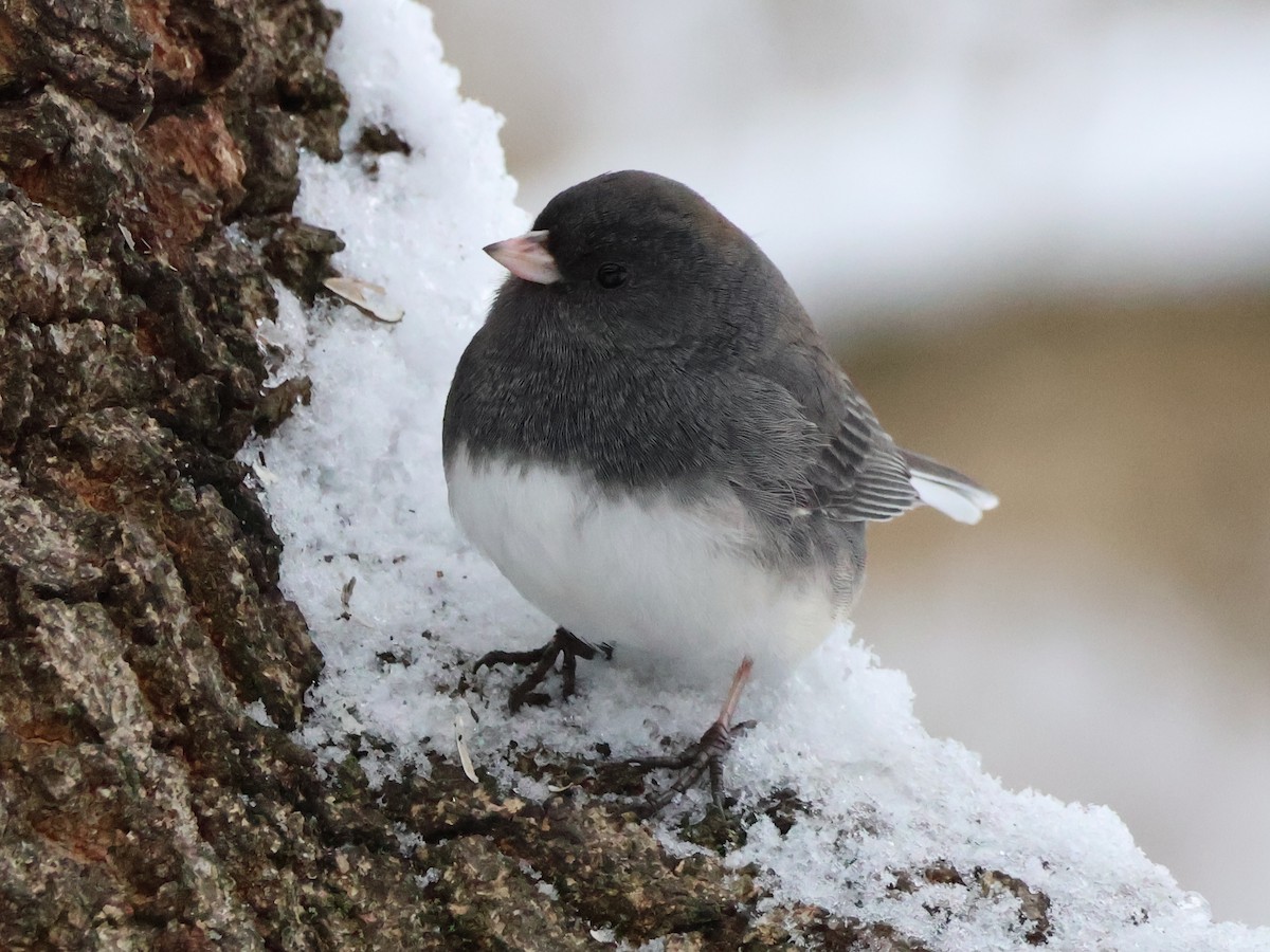 Dark-eyed Junco (Slate-colored) - ML628006190