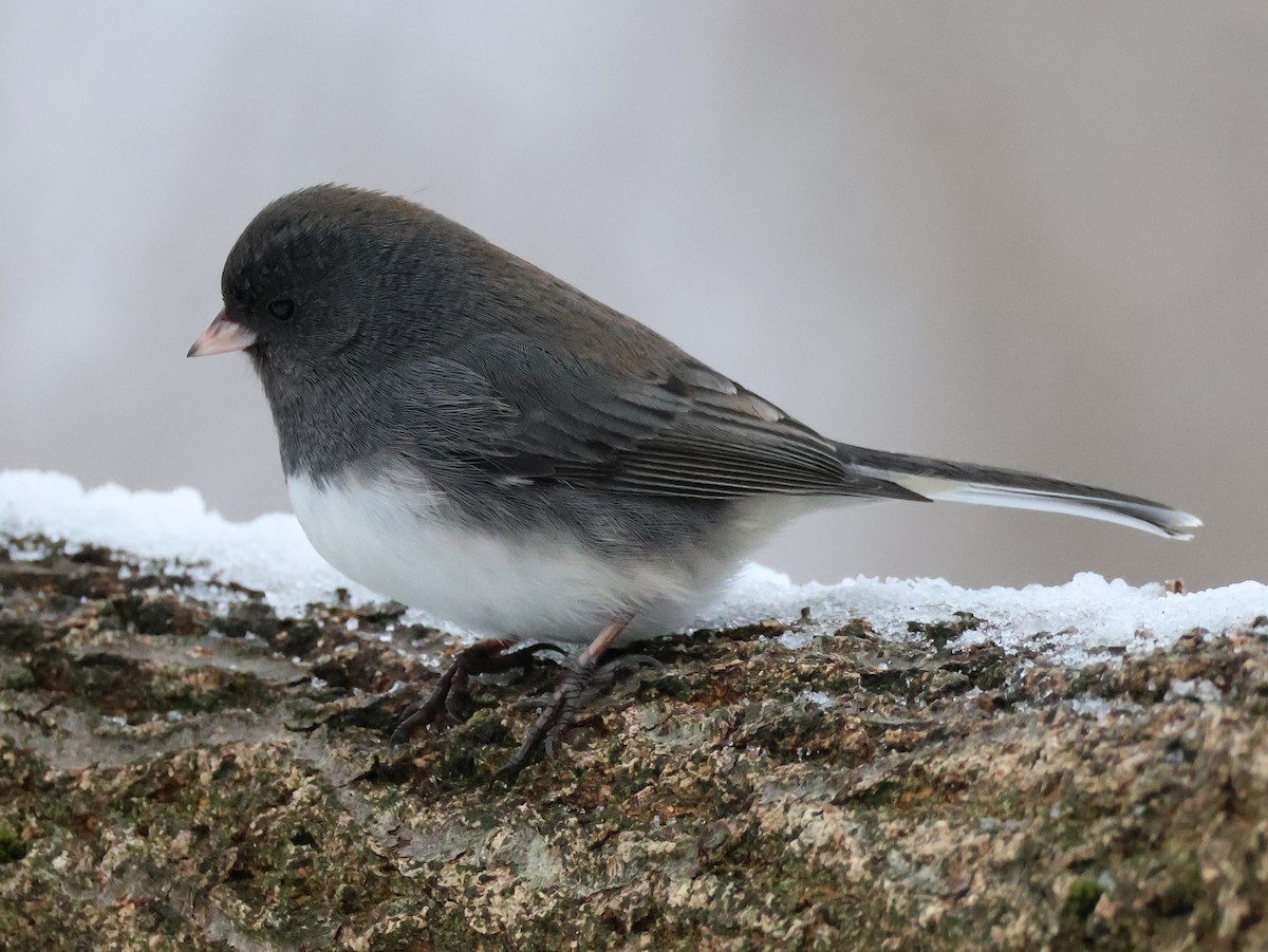 Dark-eyed Junco (Slate-colored) - ML628006191