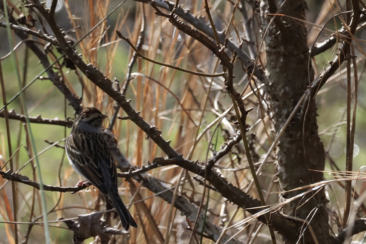 Chipping Sparrow - ML628006253