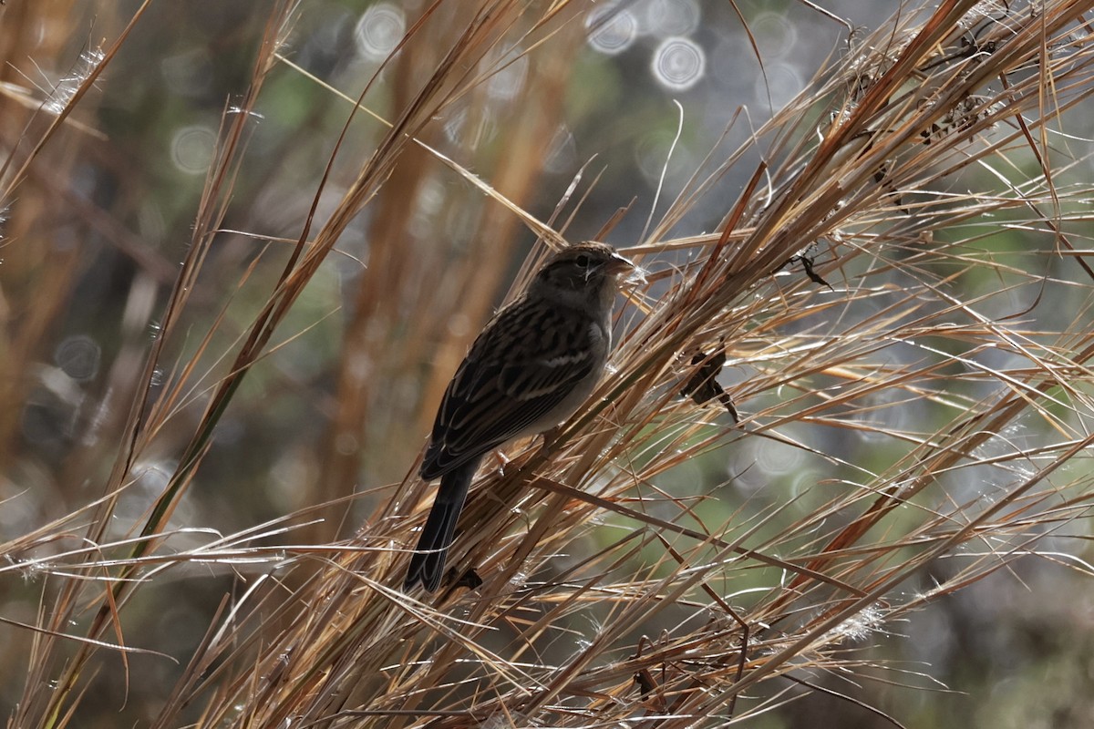 Chipping Sparrow - ML628006254