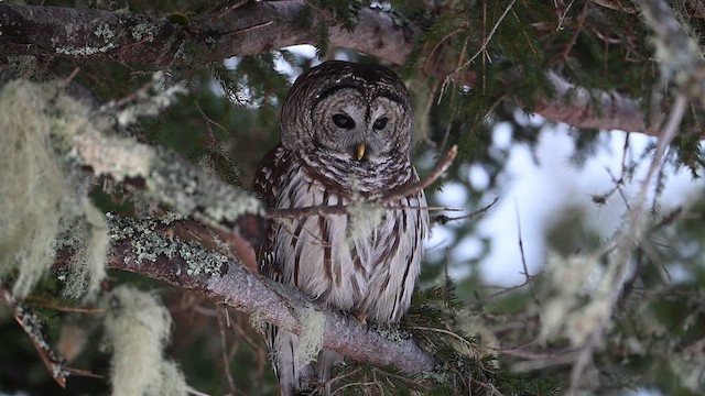 Barred Owl - ML628006255