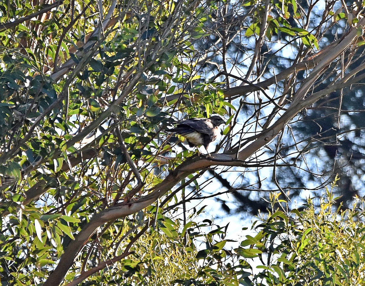 Common Buzzard - ML628006273