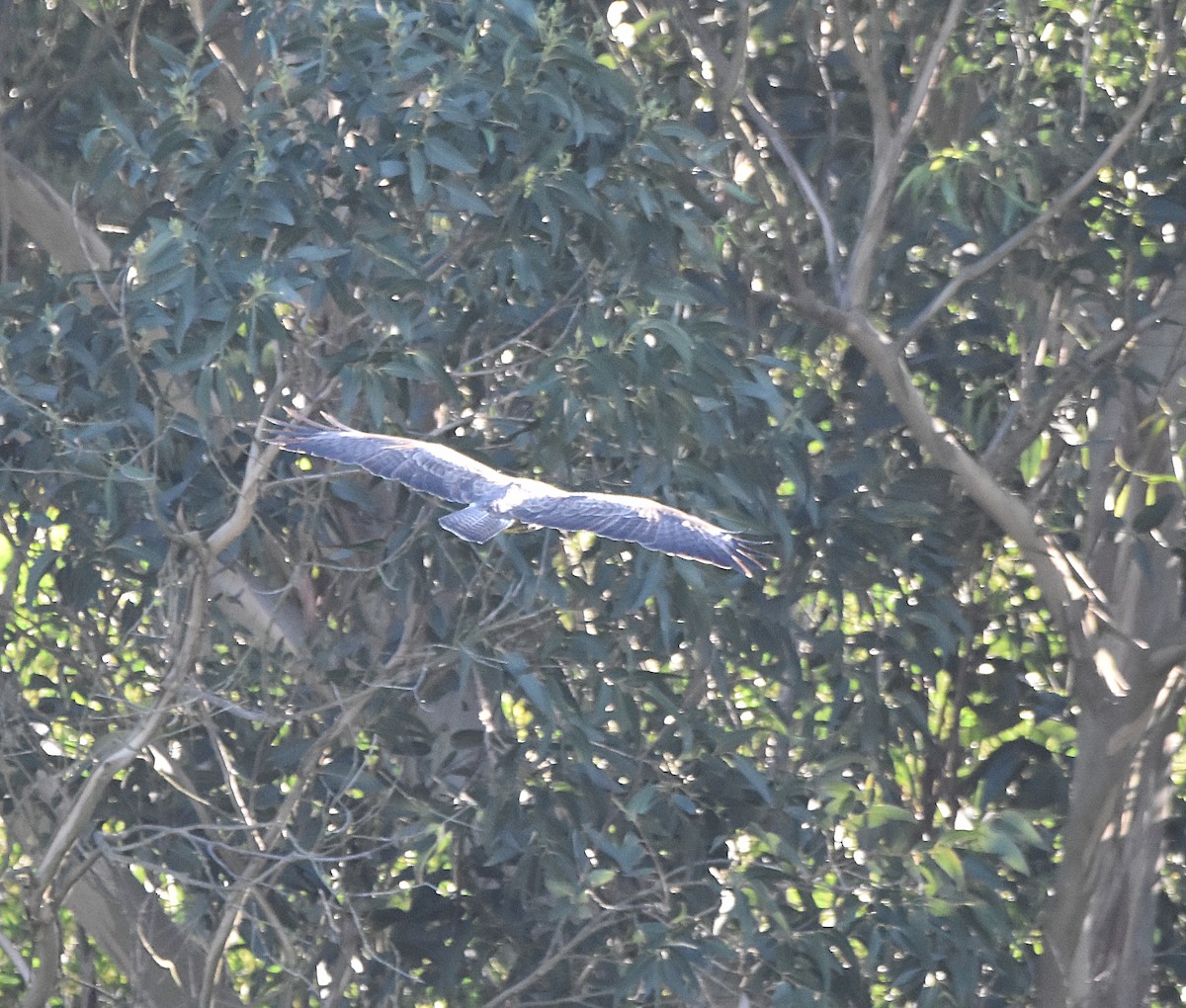 Common Buzzard - ML628006274