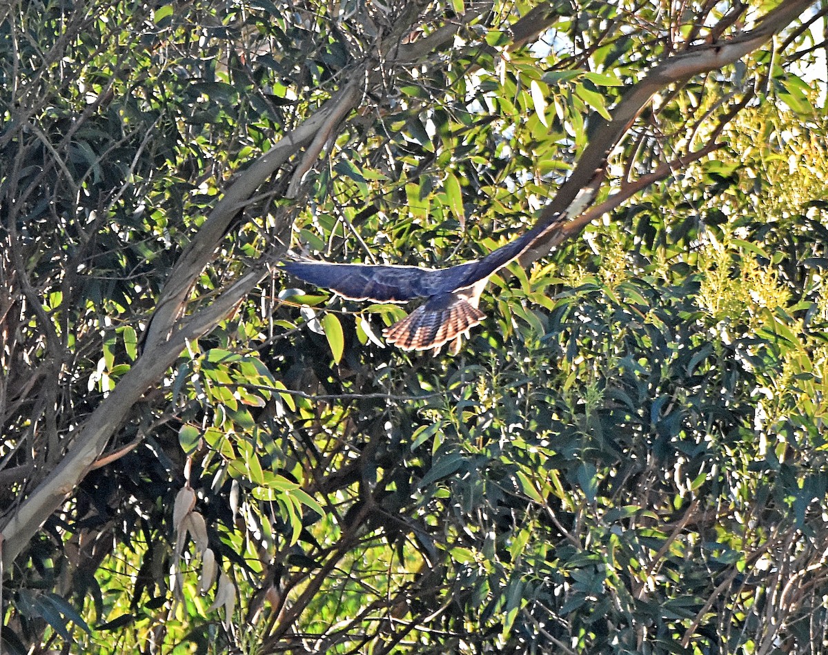 Common Buzzard - ML628006276