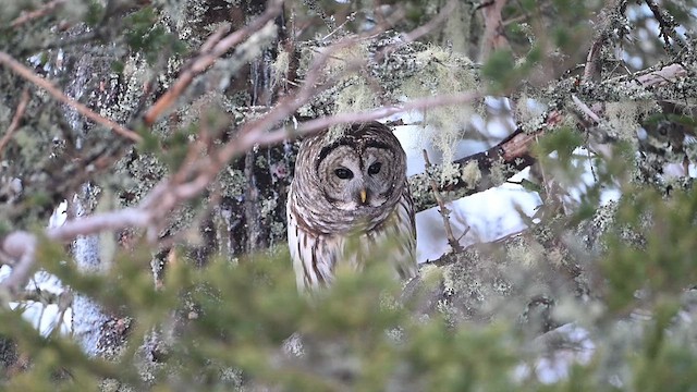 Barred Owl - ML628006290