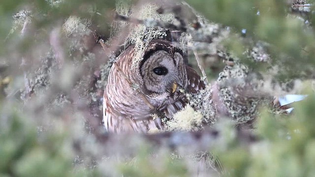 Barred Owl - ML628006319