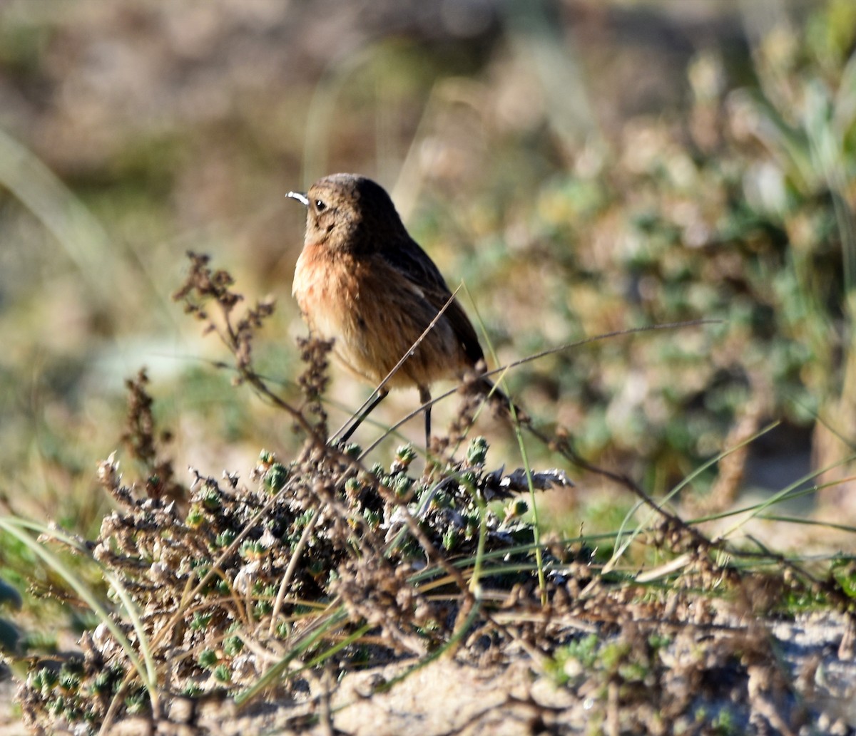 European Stonechat - ML628006502