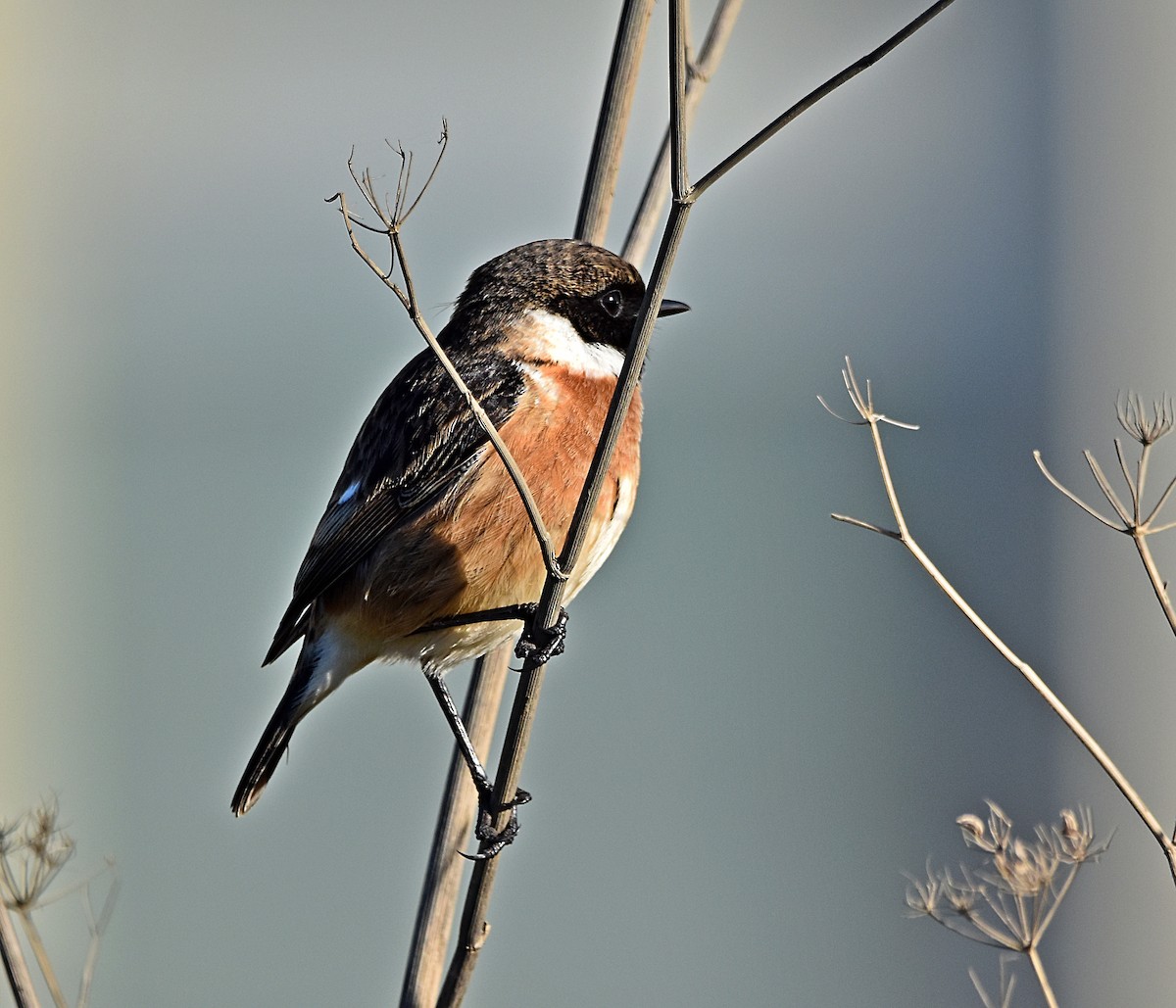 European Stonechat - ML628006503