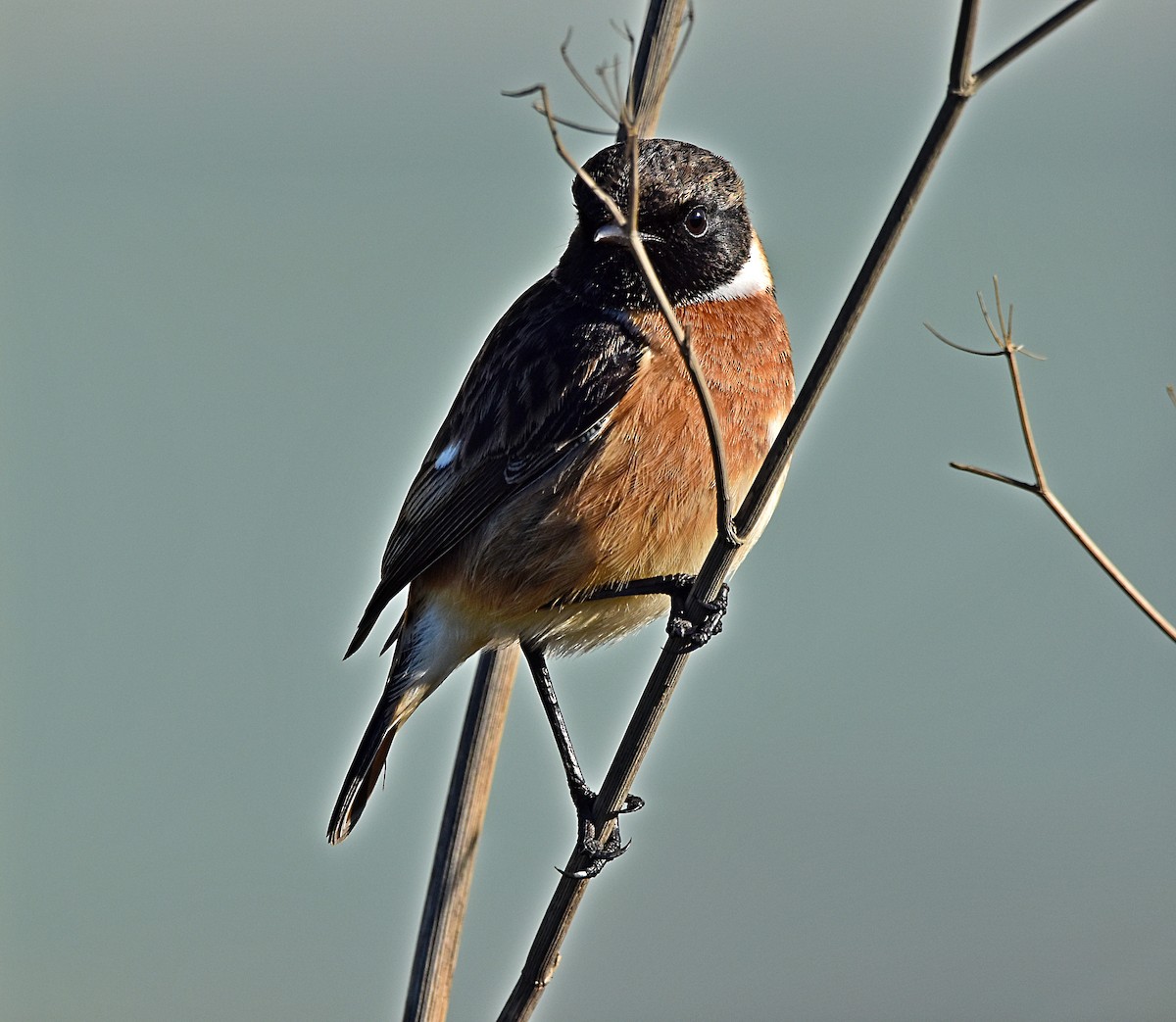 European Stonechat - ML628006512