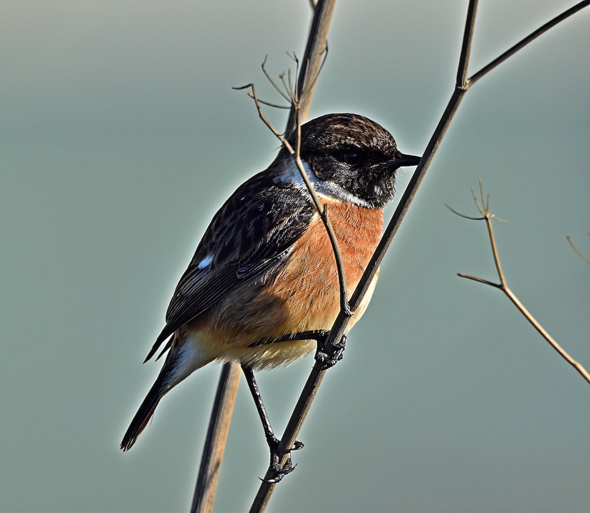 European Stonechat - ML628006515