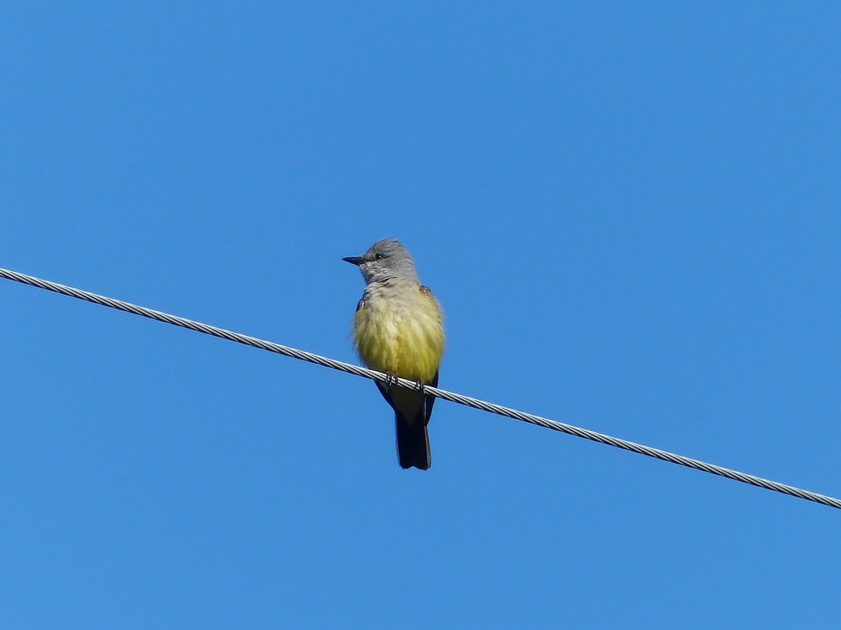 Western Kingbird - ML628006594